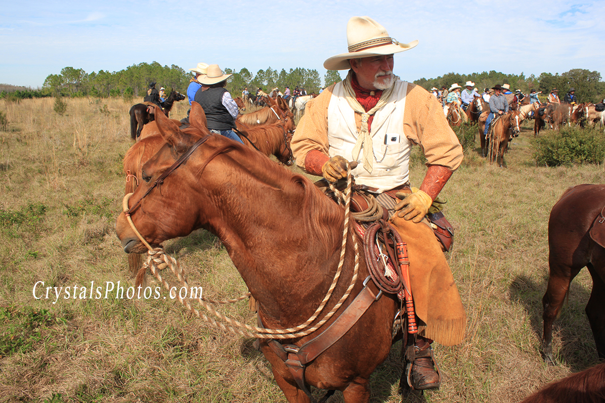 The Great Florida Cattle Drive 2016